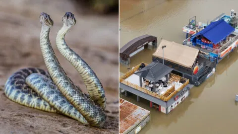 Video: escapan 900 serpientes tras inundaciones en China; emiten alerta