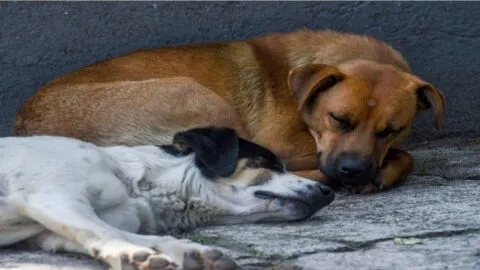 ¿Qué pasó con los más de 20 perros y gatos muertos en El Salto, Jalisco?