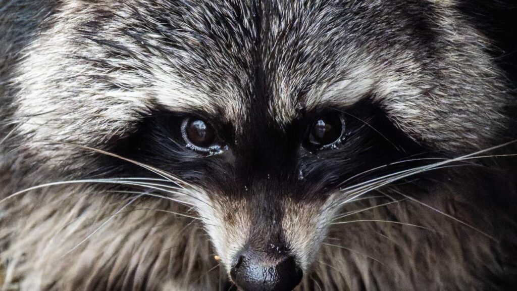 Jimothy, el mapache viral que conquistó Seattle con su peculiar apariencia