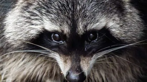 Jimothy, el mapache viral que conquistó Seattle con su peculiar apariencia