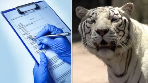 UNAM entrega resultados preliminares de la necropsia del tigre Kenzo