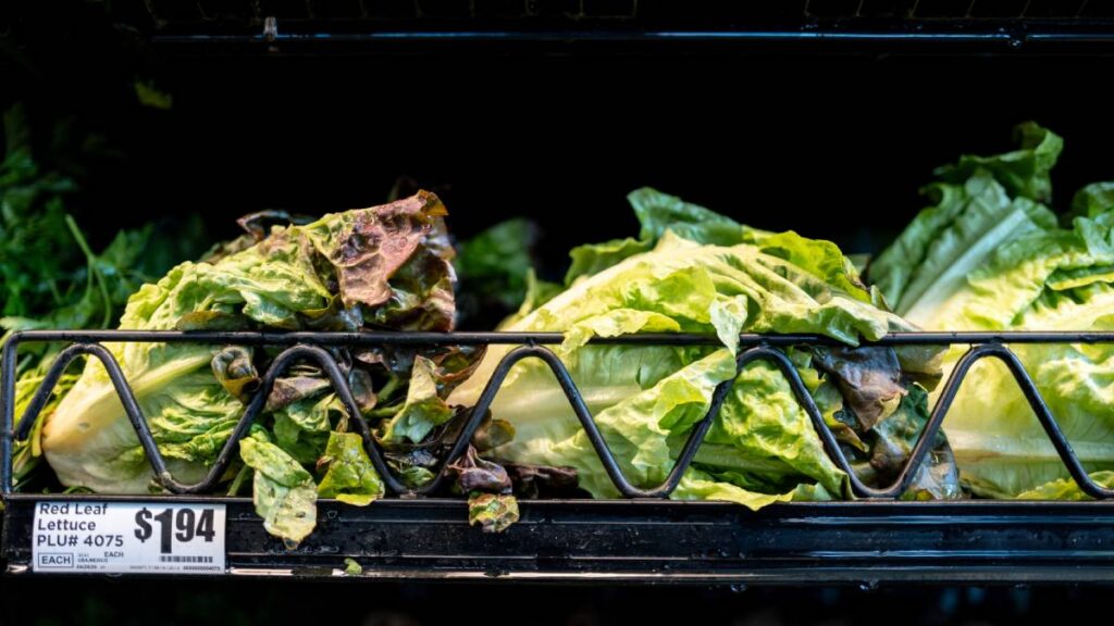 Lechuga