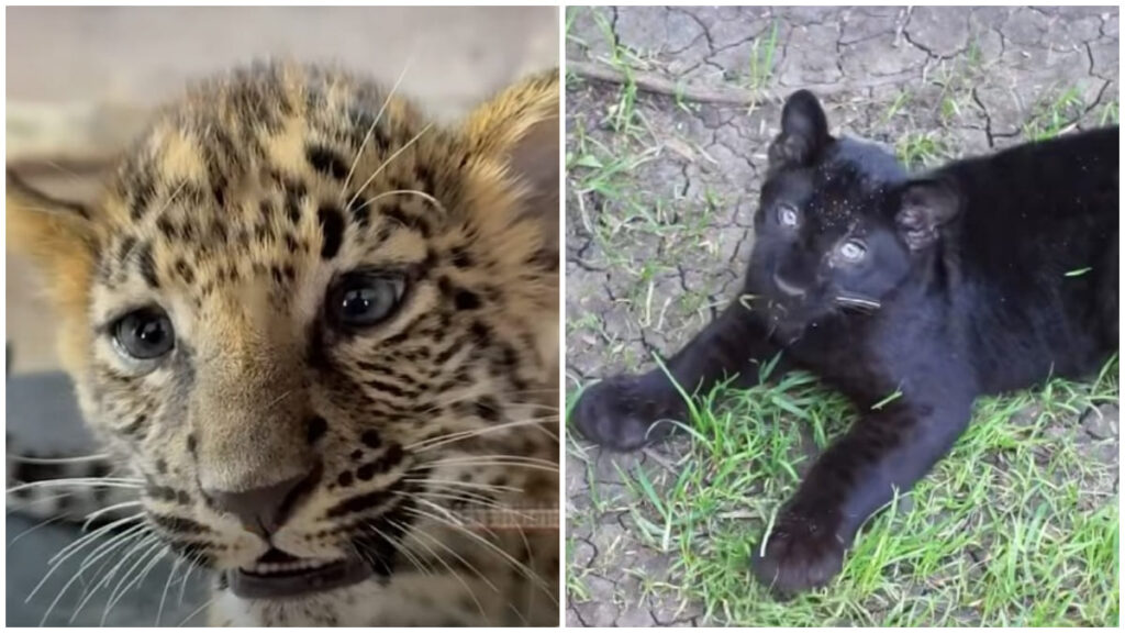 Leopardos