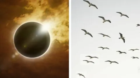 Los pájaros podrían dejar de cantar durante el eclipse solar de agosto; experto explica por qué