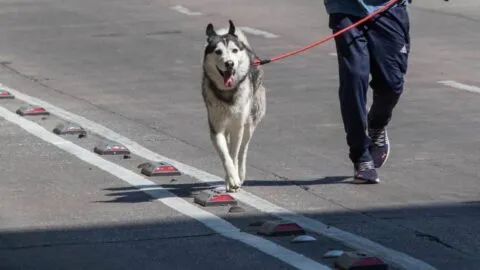 Él es Lucas, el perrito que ganó una pensión alimenticia en un fallo histórico tras divorcio de sus dueños