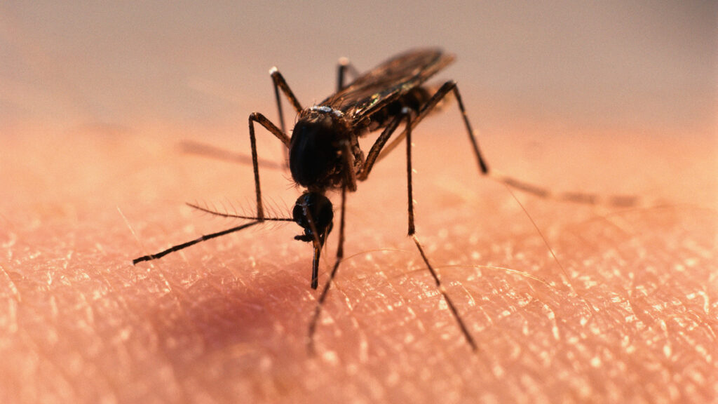 ¿Cómo ahuyentar a los mosquitos de tu casa?