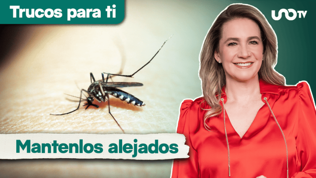 Mosquitos