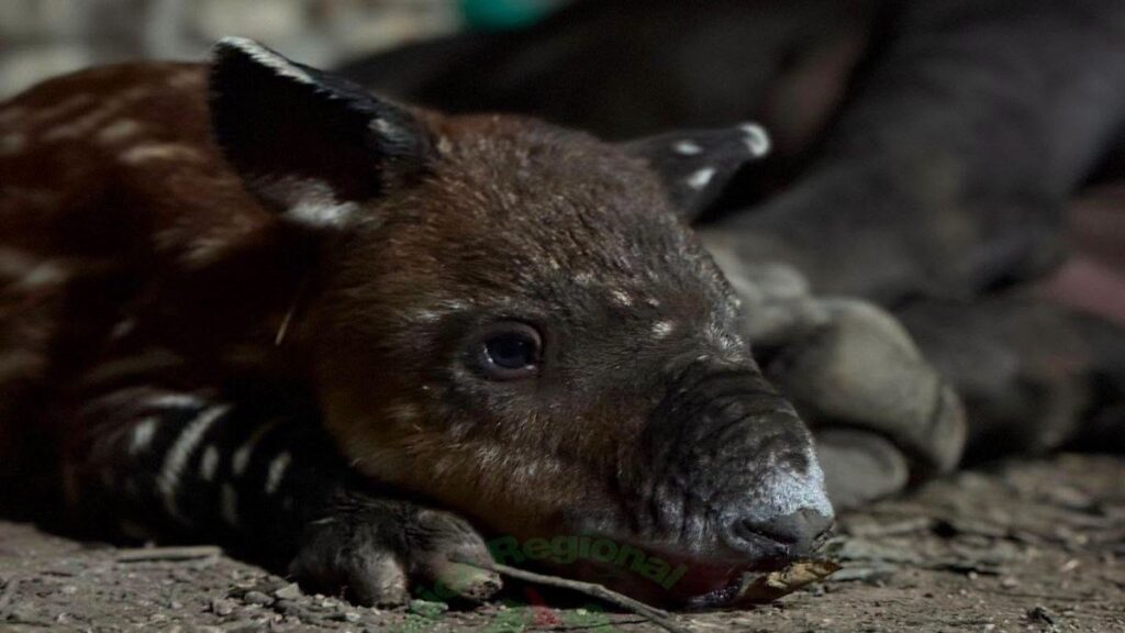 Nace Tapir En Chiapas