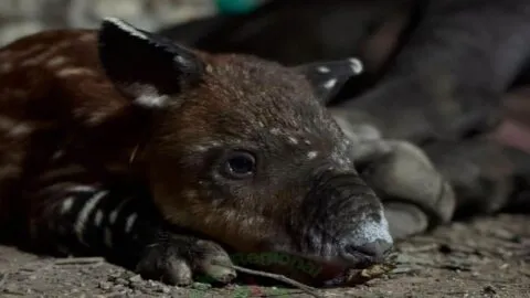 Nace un tapir centroamericano en Chiapas; el ejemplar da esperanza a una especie en peligro de extinción