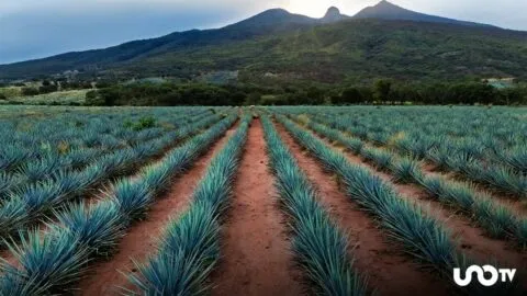 Día Mundial del Tequila: descubre el paisaje agavero de Jalisco, Patrimonio de la Unesco