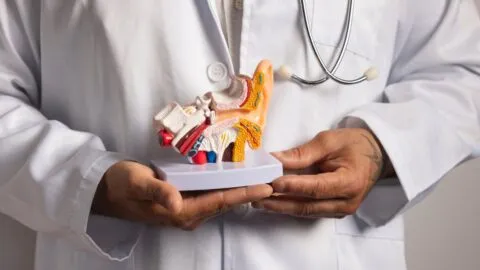 El hueso más pequeño del cuerpo humano… ¡mide menos que un grano de arroz!