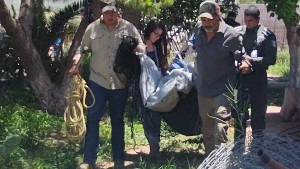 Rescatan a un oso negro en Saltillo.