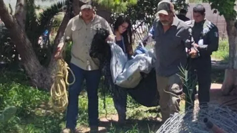 Rescatan a un oso negro atrapado en un árbol en Saltillo, Coahuila