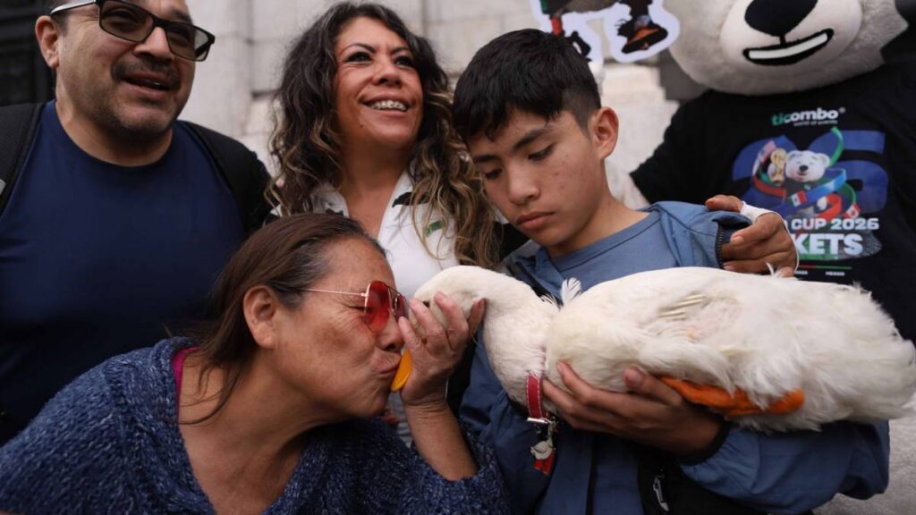 ¿Quieres un pato como mascota? La UNAM revela los riesgos, enfermedades y responsabilidades que implica su cuidado.