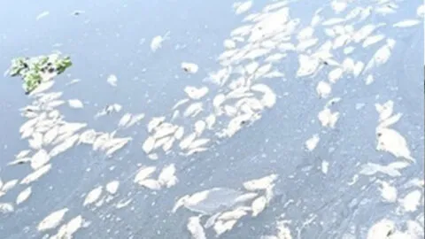 Conagua atiende mortandad de peces en la presa El Batán, Querétaro