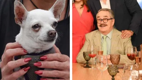 "Ley Pedro Sola": proponen sancionar con cárcel la apología al maltrato animal en CDMX