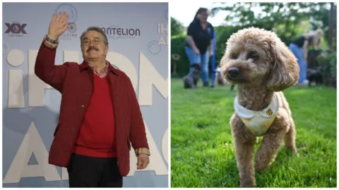 PAOT CDMX condena comentarios de Pedro Sola y advierte que pueden normalizar el maltrato animal