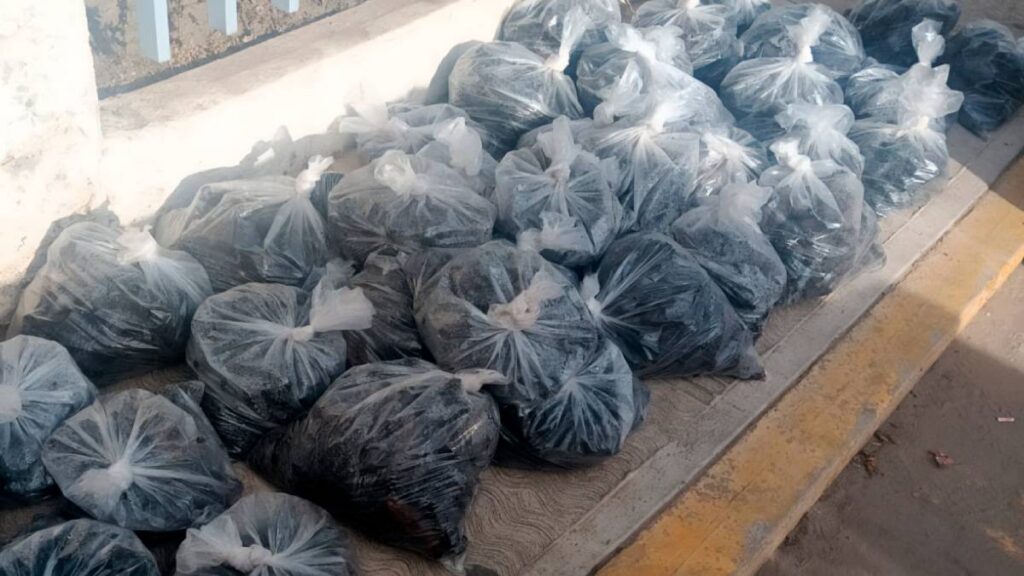 Profepa aseguró 2 mil 994 ejemplares de pepino de mar en Baja California; una persona fue detenida.