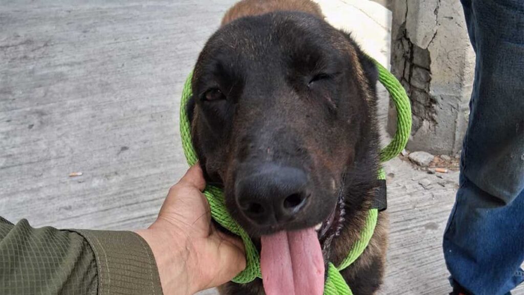 Perro Machete Escobedo
