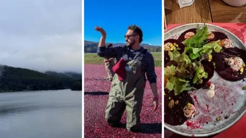 Mucho más que una fruta: las propiedades del arándano rojo que lo convierten en un superalimento