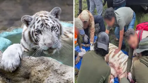 Autoridades defienden actuación de brigadas tras muerte del tigre Kenzo