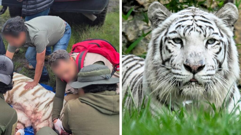 Muere Kenzo, el tigre que escapó en Tepetlaoxtoc. Foto: AFP/Foto: Ayuntamiento Tepetlaoxtoc