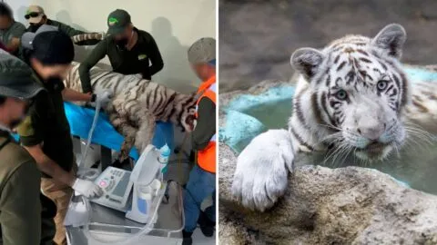 ¿Cómo murió Kenzo, el tigre de Bengala que escapó en Tepetlaoxtoc?