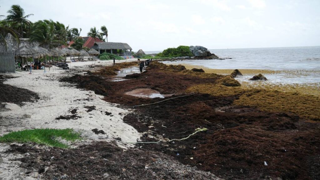 Autoridades prevén más de 119 mil toneladas de sargazo en Quintana Roo, la cifra más alta registrada hasta ahora