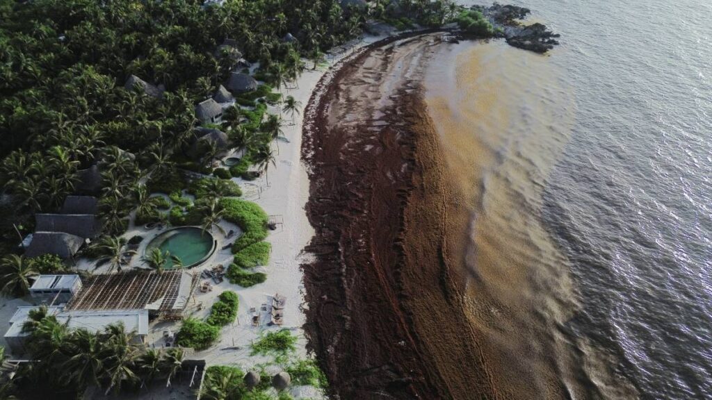Autoridades prevén más de 119 mil toneladas de sargazo en Quintana Roo, la cifra más alta registrada hasta ahora