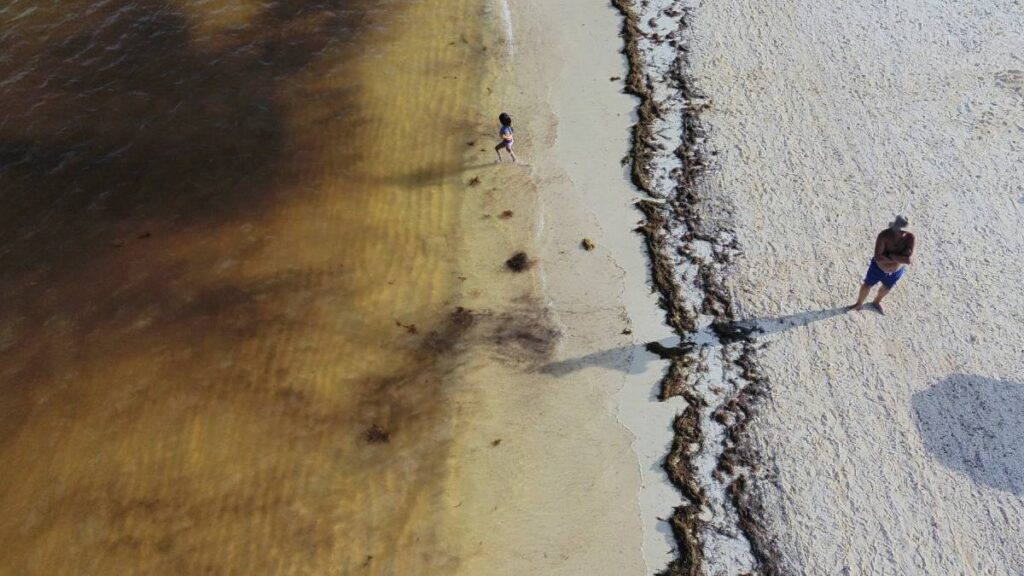 Autoridades prevén más de 119 mil toneladas de sargazo en Quintana Roo, la cifra más alta registrada hasta ahora