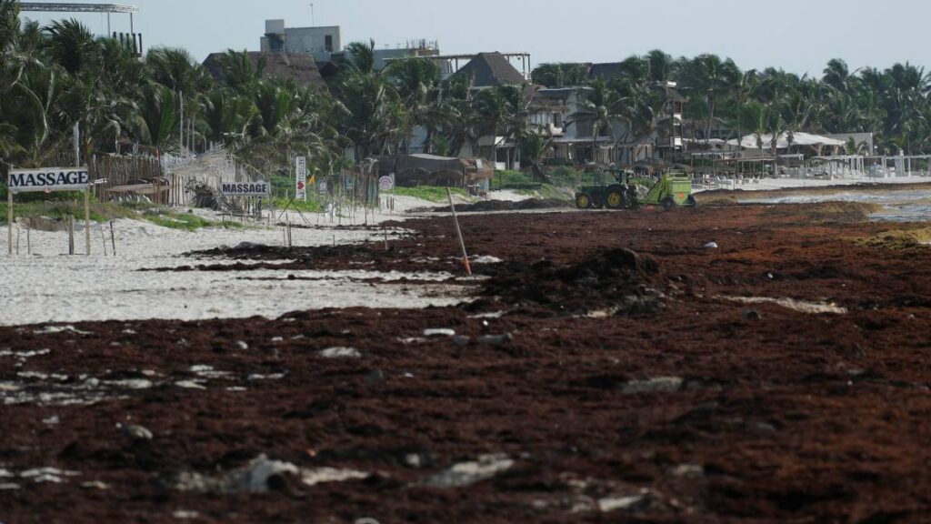 Autoridades prevén más de 119 mil toneladas de sargazo en Quintana Roo, la cifra más alta registrada hasta ahora