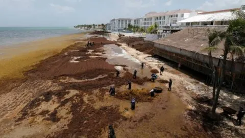 México refuerza combate al sargazo con barreras y embarcaciones en Quintana Roo