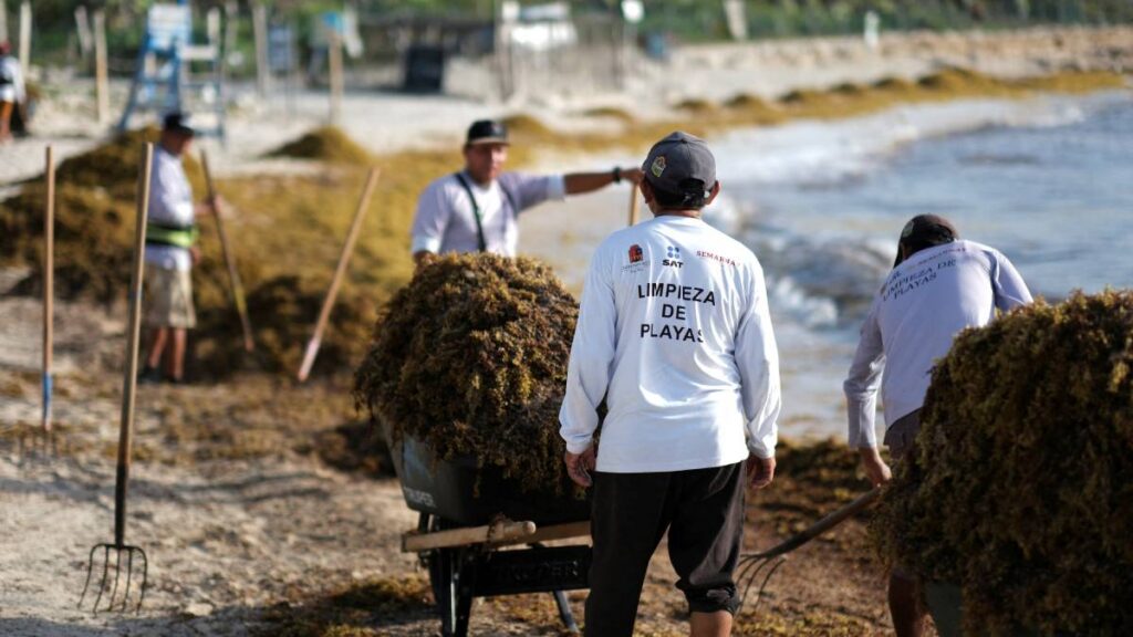 Autoridades prevén más de 119 mil toneladas de sargazo en Quintana Roo, la cifra más alta registrada hasta ahora