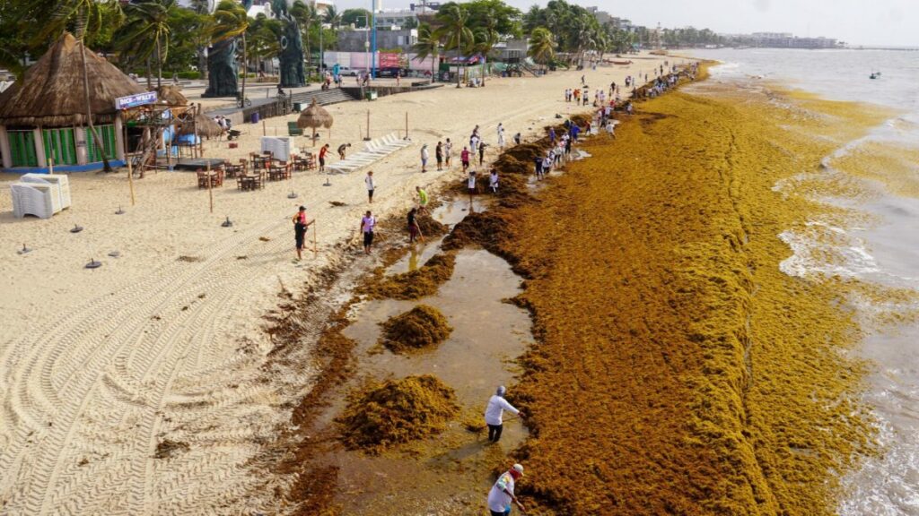 Sargazo afecta el Caribe mexicano