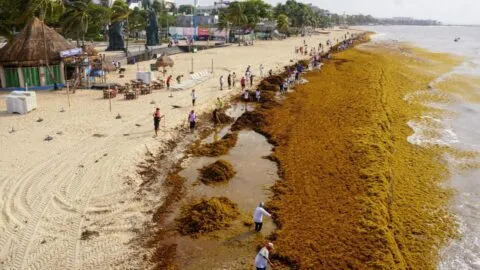 ¡Sargazo rompe récord en Quintana Roo! Especialista explica los desafíos y cómo contenerlo