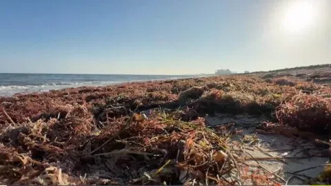 Sargazo provoca mortandad masiva de peces en Quintana Roo