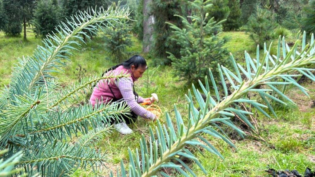 Tala clandestina en el Iztaccíhuatl.