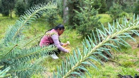 Tala clandestina acaba con bosques del Iztaccíhuatl y pone en riesgo la recolección de hongos