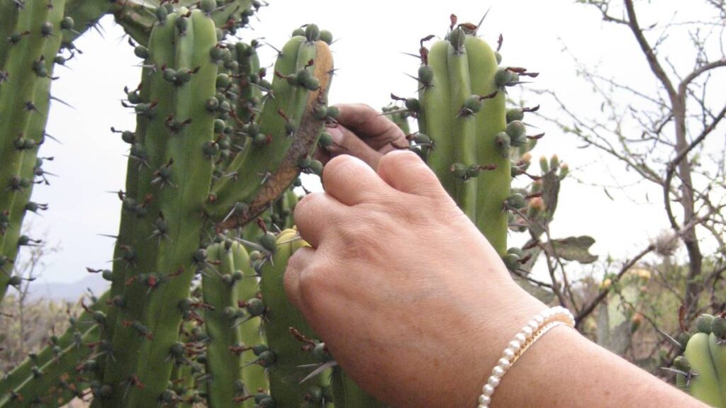 Talan cactus garambullos.