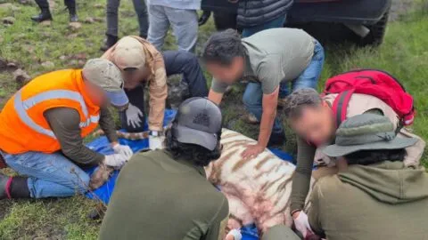 Luego de 4 días de búsqueda, capturan al tigre “Kenzo” en Tepetlaoxtoc, Estado de México