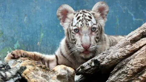 Nace un tigre blanco entre cuatro nuevas crías en un zoológico de Cuba