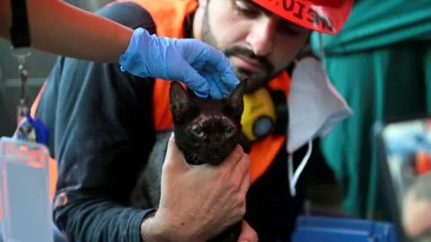 Rescatan a gato de entre los escombros a 3 semanas del sismo doble en Venezuela