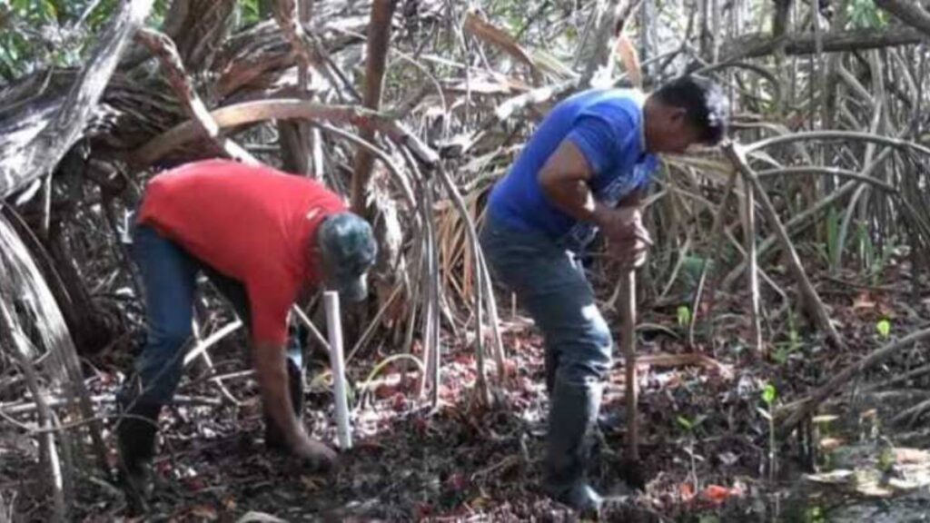 Yucatán devuelve vida a sus manglares con restauración F