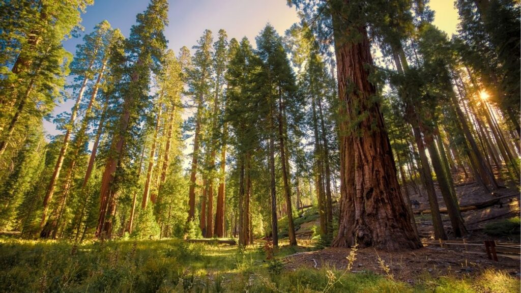 La administración de Donald Trump eliminó una norma que restringía la construcción de carreteras y otras actividades en millones de acres de bosques nacionales