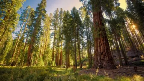 Adiós a una protección forestal de 25 años: la decisión de Trump que amenaza a más de 400 especies en Estados Unidos