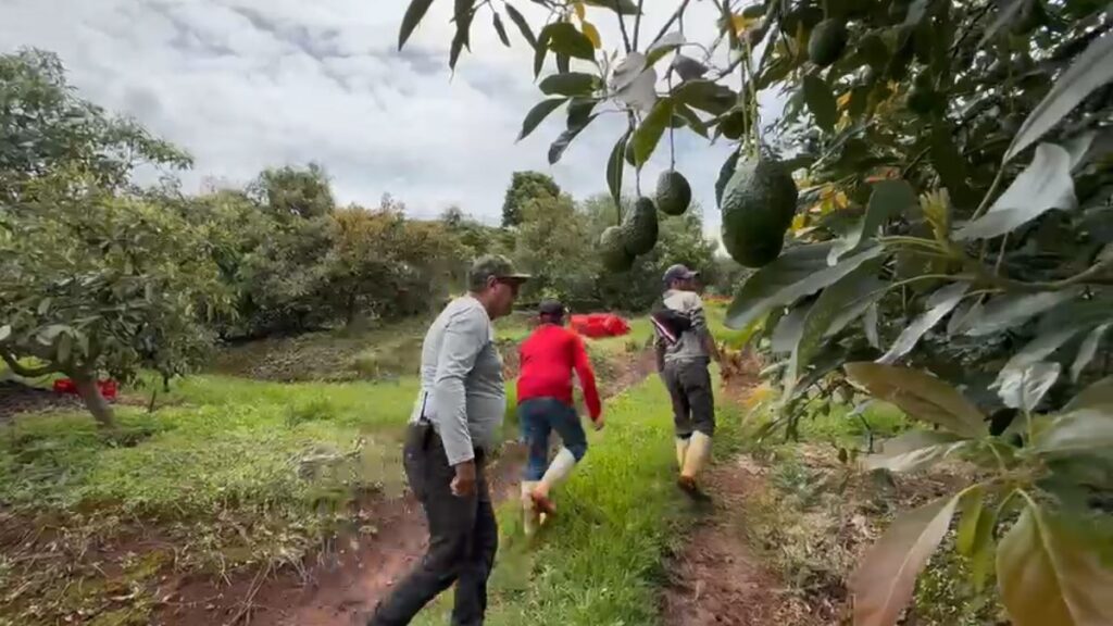 Corte de aguacate