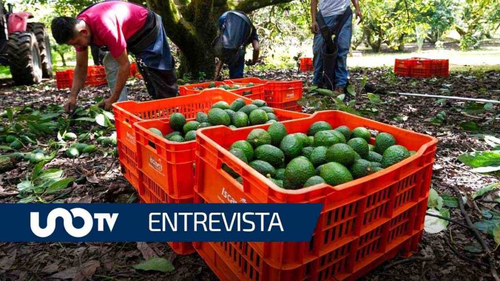 Revisan aguacate mexicano por combate al crimen organizado en EE.UU.