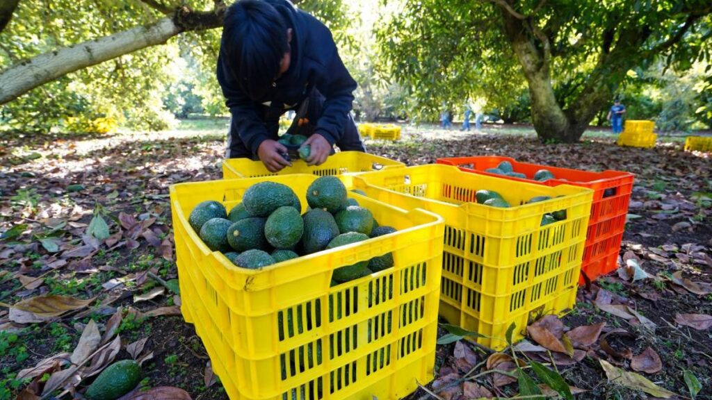 México exporta más que tomates o tequila. Es clave en la alimentación de EE. UU. Foto: Cuartoscuro