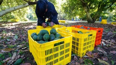Más que tamales, tomate y picante: Así contribuye México a la alimentación de EE. UU.