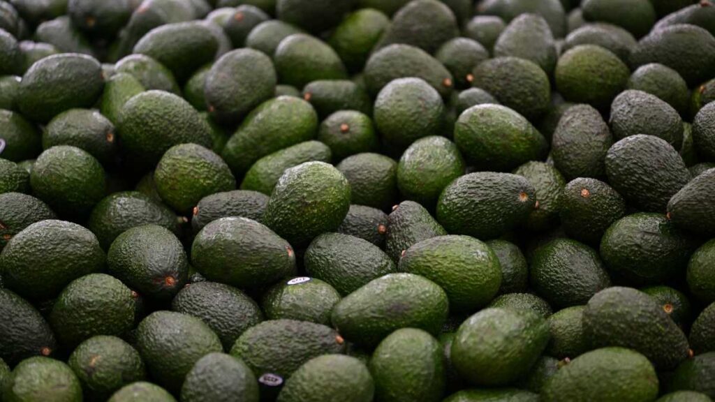 EE. UU. suspende importaciones de aguacate; Sheinbaum anuncia refuerzo de seguridad en Michoacán